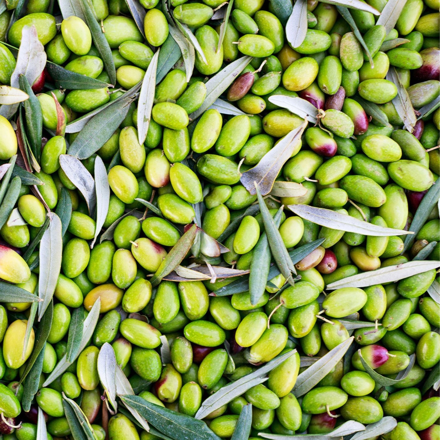 Olio Mimì – Peranzana Zeytinyağı